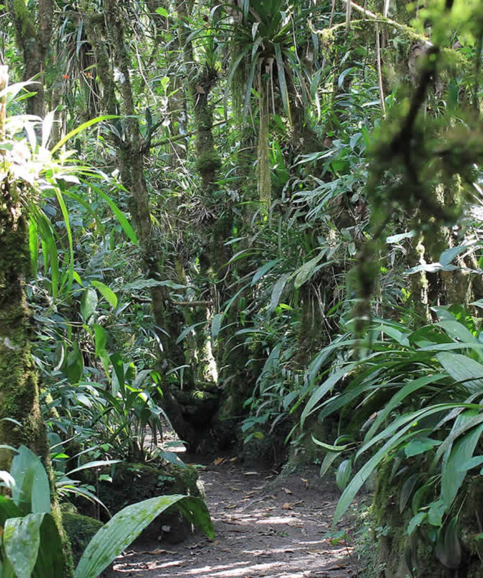 Inca Jungle